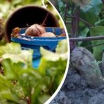 Acțiune simplă în august: un grădinar a împărtășit cum să