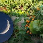 Ce să faci în grădina de legume în septembrie: zile