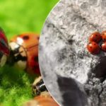 Crescute și aruncate din avioane: după lăcuste, Ucraina este atacată