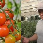 De ce roșiile sunt „blocate“ în creștere: motive ascunse și