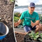 Este posibil: un cultivator de dacha a dezvăluit o modalitate