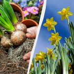 Grădinarii îndeamnă la plantarea narciselor în septembrie: nu va fi