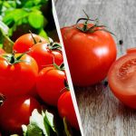 Nu ați mai cultivat niciodată roșii atât de mari: secretul