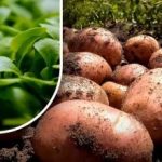 Pământul va fi ca puful: un grădinar spune ce să