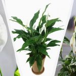 Spathiphyllum nu va putrezi peste iarnă dacă faceți un lucru