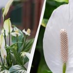 Spathiphyllum va înflori ani de zile dacă îl țineți departe