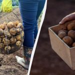 Cartofii vor rezista până la vară: unde să îi depozitați