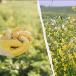 Ce plante de cidru să semănați în toamnă: 7 plante