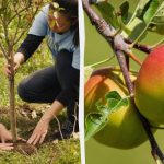 Ce pomi fructiferi să planteze în toamnă și care –