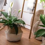 Cum să ai grijă de spathiphyllum în toamnă, astfel încât