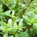 Cum să scapi definitiv de portulaca în grădina de legume: