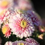Grădinarii cu experiență recomandă evitarea următoarelor greșeli în cultivarea crizantemelor