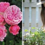 „Haina de iarnă“ pentru trandafiri: cum să pregătiți plantele pentru
