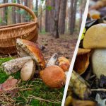 Otrăvitoare sau comestibile: biologul spune cum să nu faci o