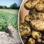 Sigur până la primăvară: ce legume ar trebui depozitate alături