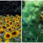 Un fermier ucrainean din SUA a cultivat o floarea-soarelui uriașă